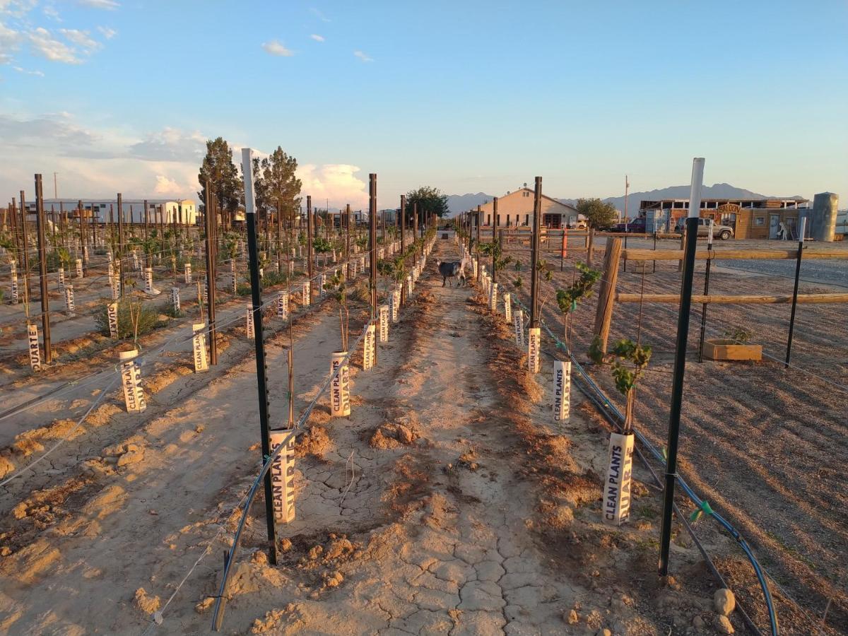 Black Star Ranch Vineyard Pahrump Exterior foto